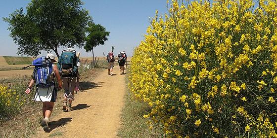 caminoperegrinos_560x280